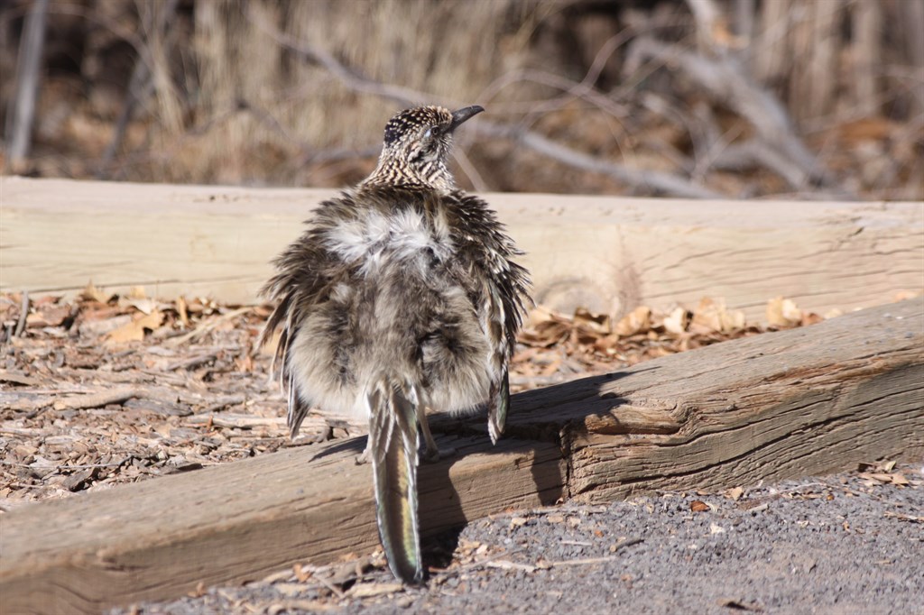 Spring Hop Bird Walk